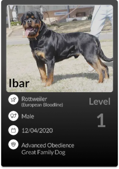 Ibar2 (1)